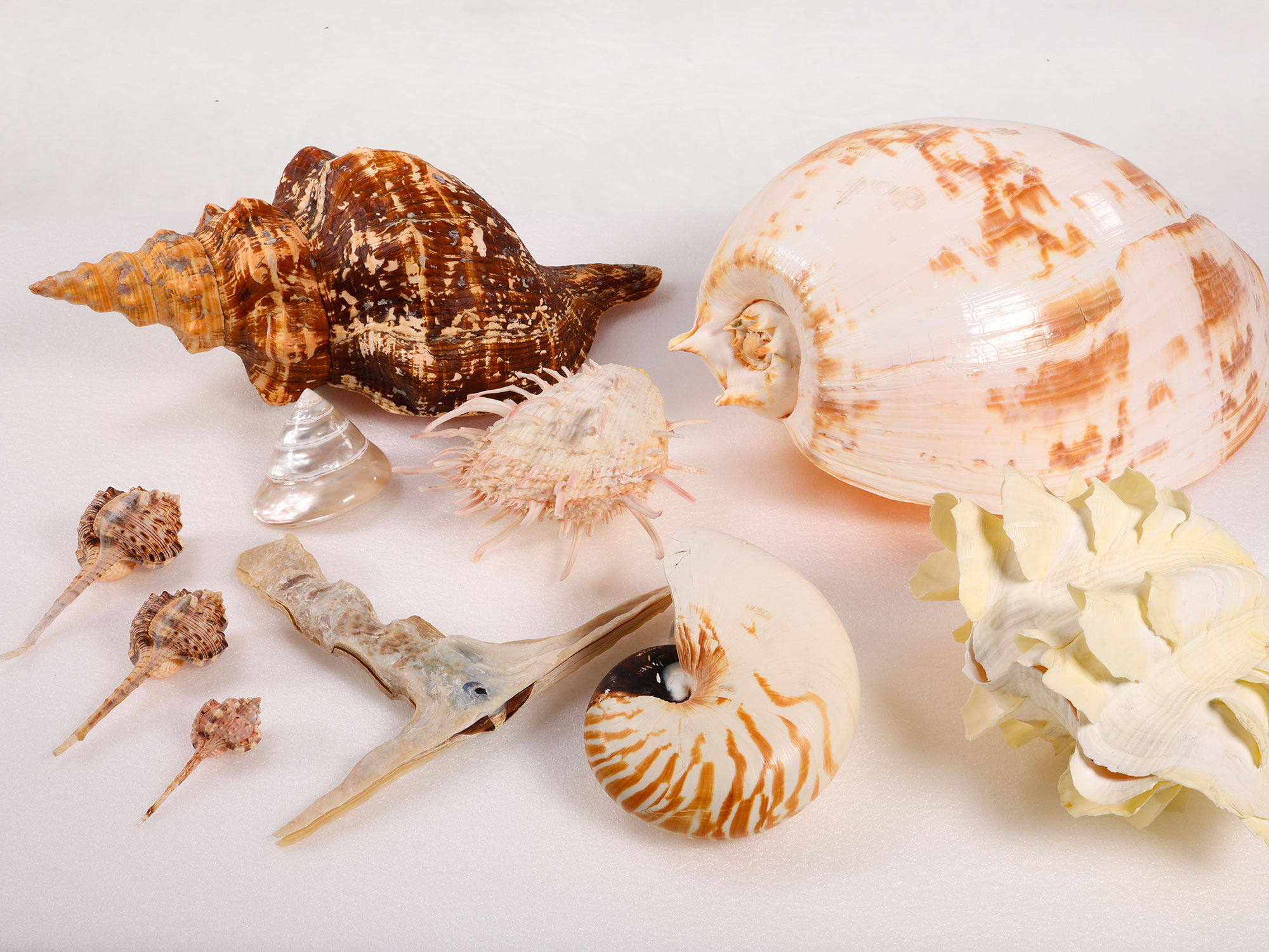 Margaret Roessler Seashell Collection